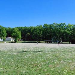 A soccer pitch covered in daisies