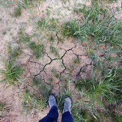 The ground is very dry, with only limited irrigation
