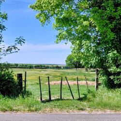 Fertile paddocks, covered in buttercups, with some cows hiding under the trees out of sight