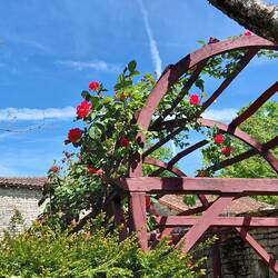 A restored rose arbour as you enter the herbe jardin