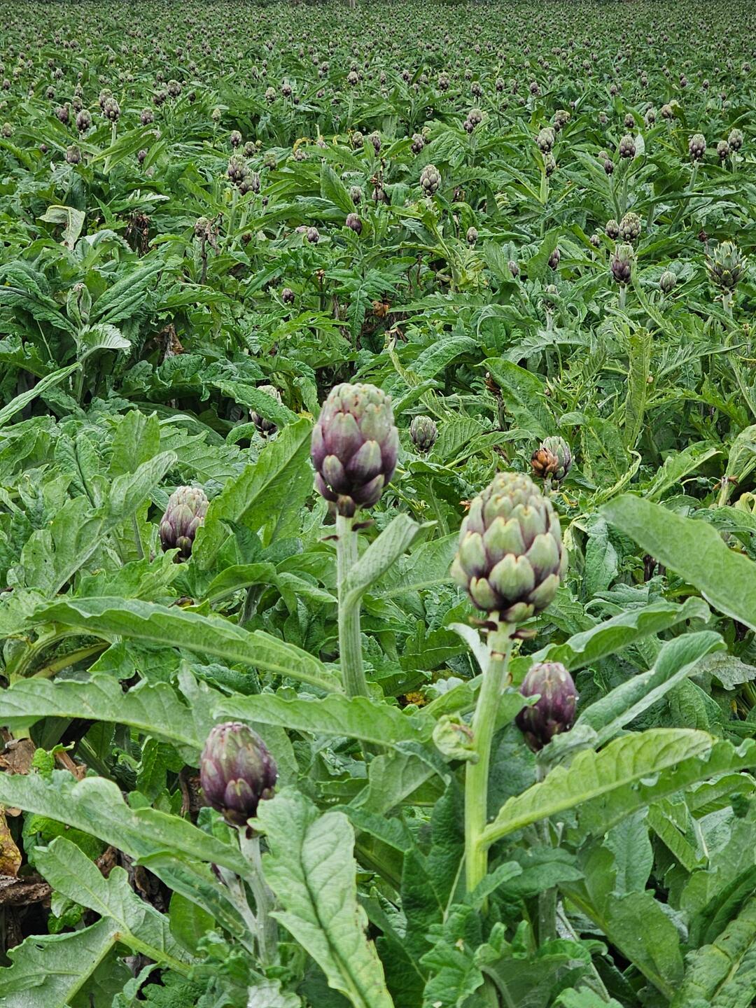A field of artichokes in a wheat belt