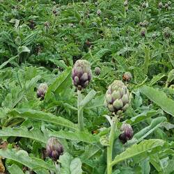 A field of artichokes in a wheat belt