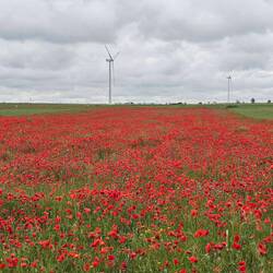 I love a poppy field