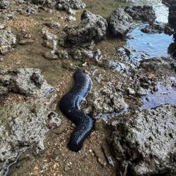 Glibbertiere gefunden bei Ebbe