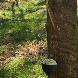 Kautschukproduktion im Gange