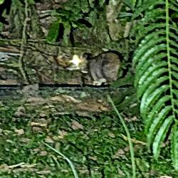 Mousedeer 😇😂