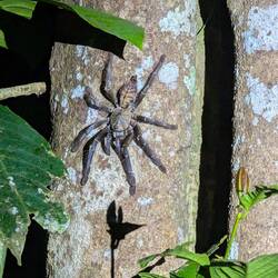 Tarantula