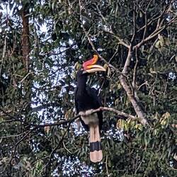 Nashorn - Hornbill