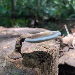 Pilz mit Stiel