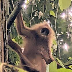 Redleaf Monkey