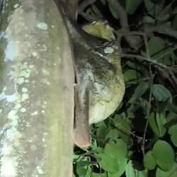Lemur leckt den Baum ab