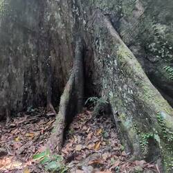 Der höchste tropische Baum