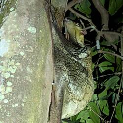 Fliegender Lemur