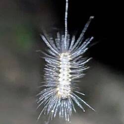 Caterpillar