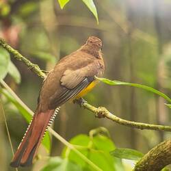 Corcovado Nationalpark