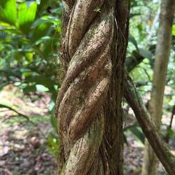 Ayuahuasca