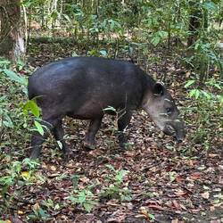 Tapir