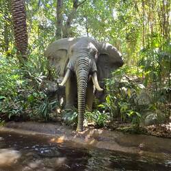 Jungle cruise