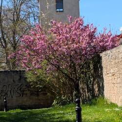 Stadtmauer