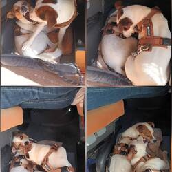 Knutscherei am morgen