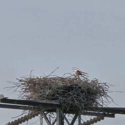 The neighbors are storks.