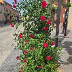 Roses blooming, too.