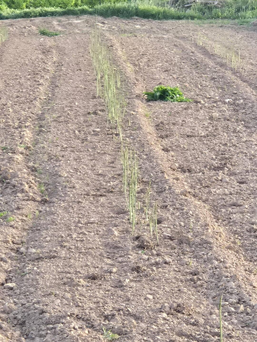 Asparagus after the white stalks have been harvested.