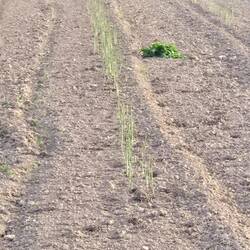 Asparagus after the white stalks have been harvested.