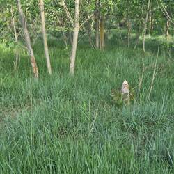 Beavers in Spain? Not sure.