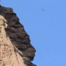 Egyptian Vultures flying
