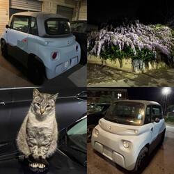 ..auch die Mieze denkt sich wie💩kacke so manch modernes Fahrzeug aussieht 🤣🤣🤣