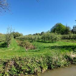 Die ersten Apfelbäume - viele weitere werden heute folgen🍎