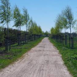 Hier wächst eine Birkenallee🌳