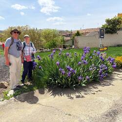 Irises