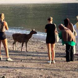 Ein wilder Timorhirsch läuft in die Gruppe am Strand - ohne jede Angst.
