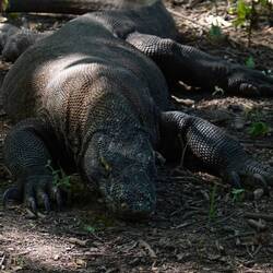Kannibalen: Warane fressen, was es gibt. Aas, Frischfleisch - auch Jungtiere der eigene Art.