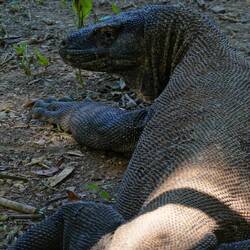 Bevorzugte Beutetiere erwachsener Warane sind Hirsche, Wildschweine und mehrere Vogelarten.