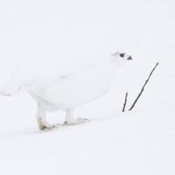Die Hühner sind da noch unsichtbarer