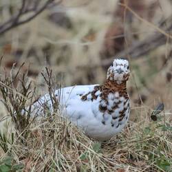 Schneeweißchen am 9.4