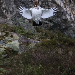 Noch lange nicht so weit. Dafür fliegt sie schön
