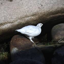 da fängt Schneeweißchen erst an mit dem Gefiederwechsel.