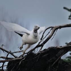 welches losfliegt, als ich die Scheibe runterkurbel