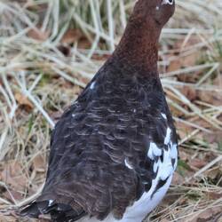 Acky auch perfekt getarnt jetzt