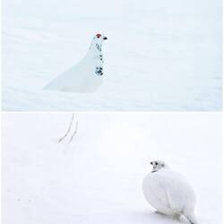 Die Hähne am 1. März