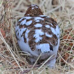Schneenichtmehrweisschen. Man sieht schon gut wie das wird...