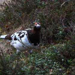 9.4. passt schon gut in die Landschaft