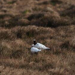 Jetzt sind sie noch richtige Hingucker im Moor