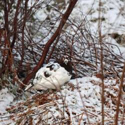 Bei Sprenkelschnee ist die Tarnung perfekt