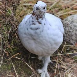 Gesine am 9. April am Küchenfenster, irritiert vom Teleobjektiv