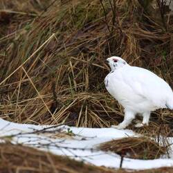 Als der Schnee schmilzt nehmen sie noch den kleinsten Flecken, um sich dort zu tarnen.
